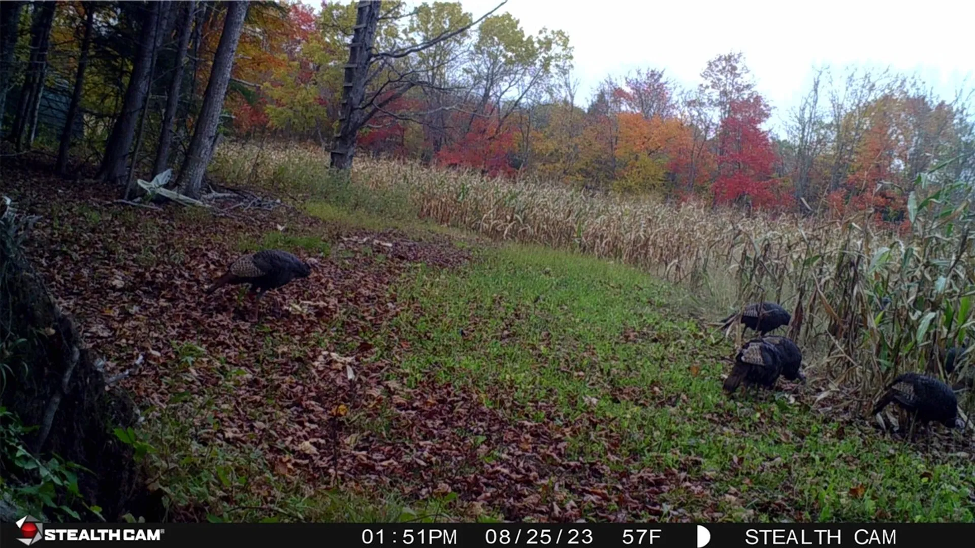 Property at 5132 County Route 25, Cameron, NY 14820 10