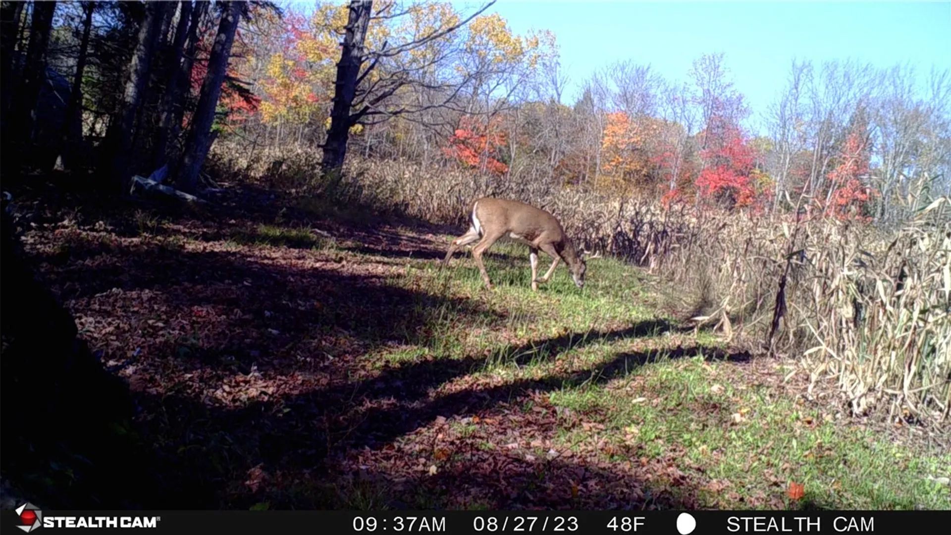 Property at 5132 County Route 25, Cameron, NY 14820 11