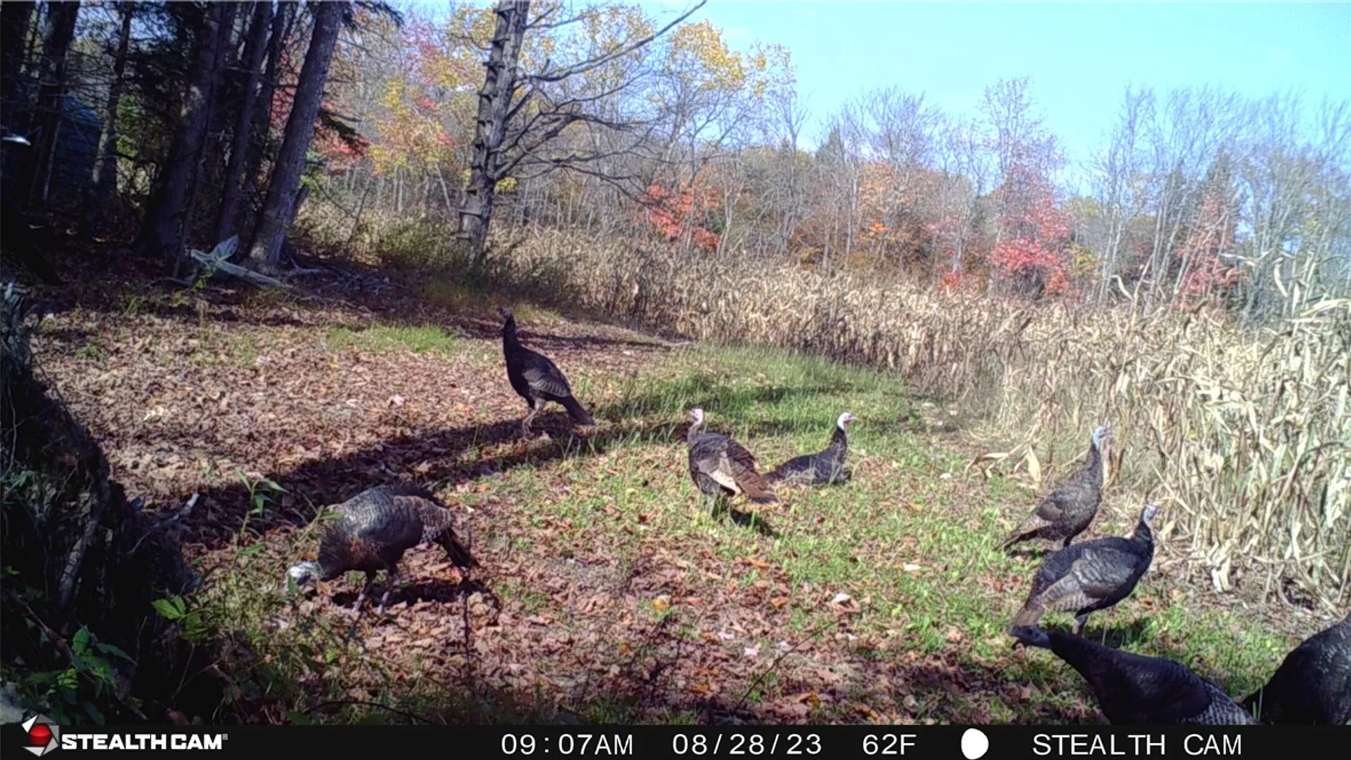 Property at 5132 County Route 25, Cameron, NY 14820 12