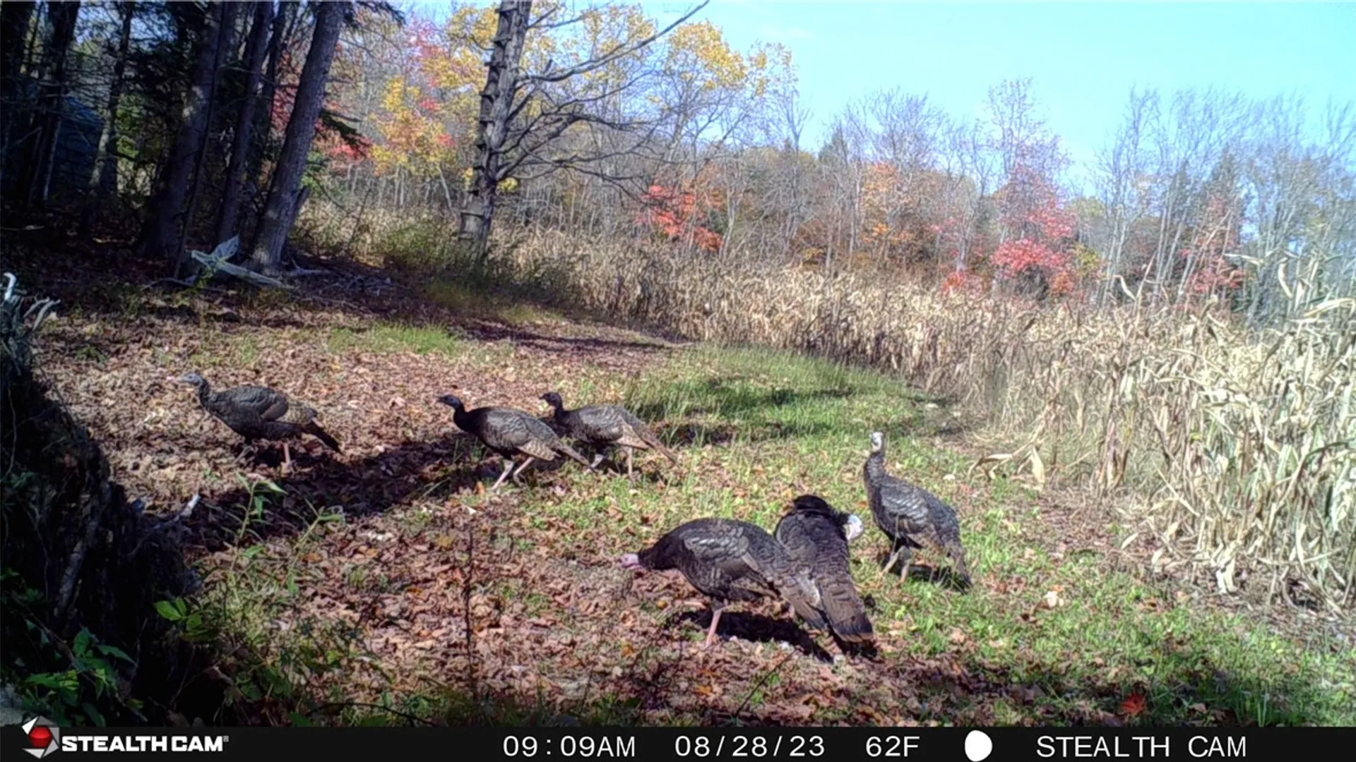 Property at 5132 County Route 25, Cameron, NY 14820 13