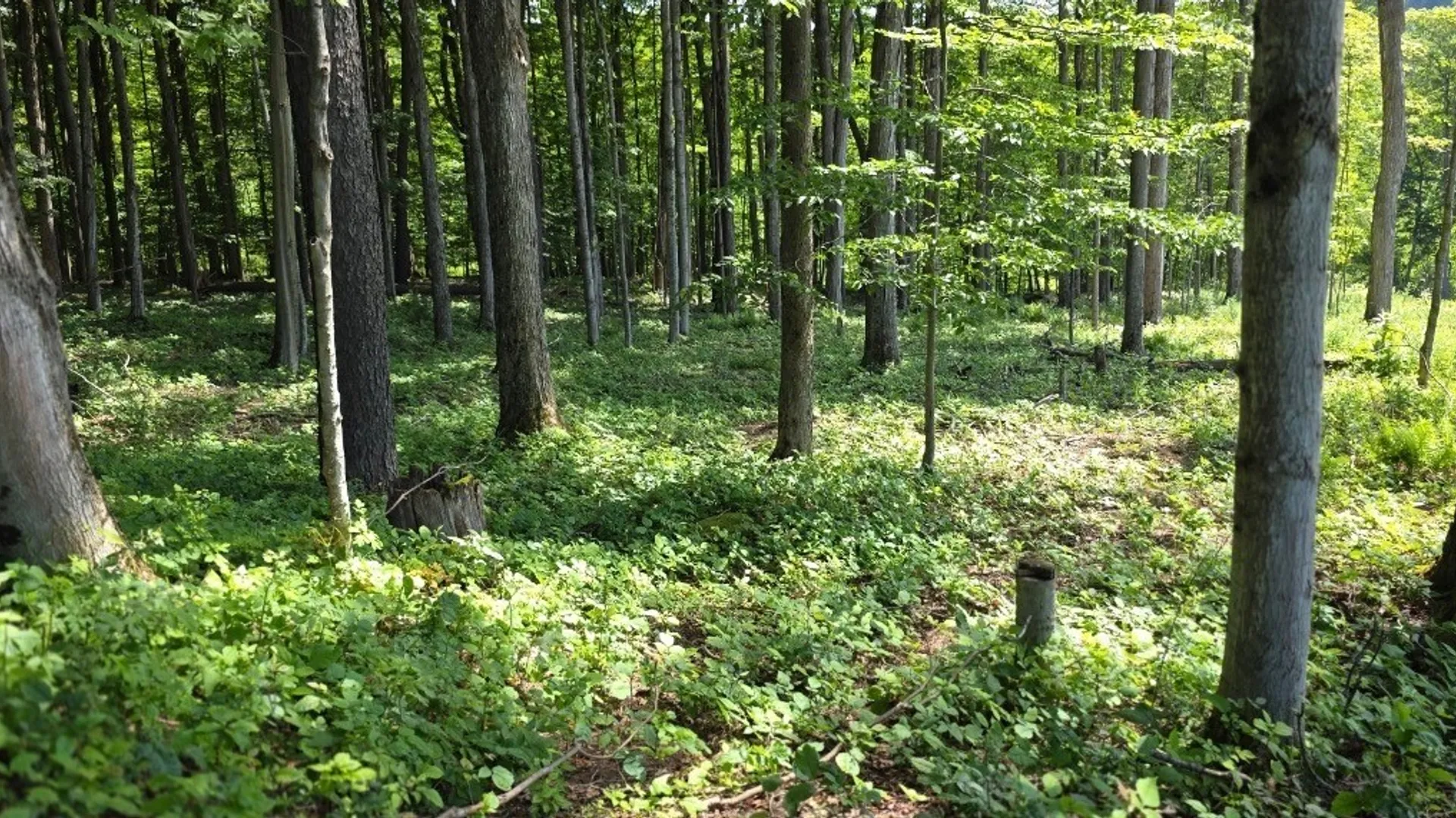 Property at 1252 North Road, Tully, NY 13159 46
