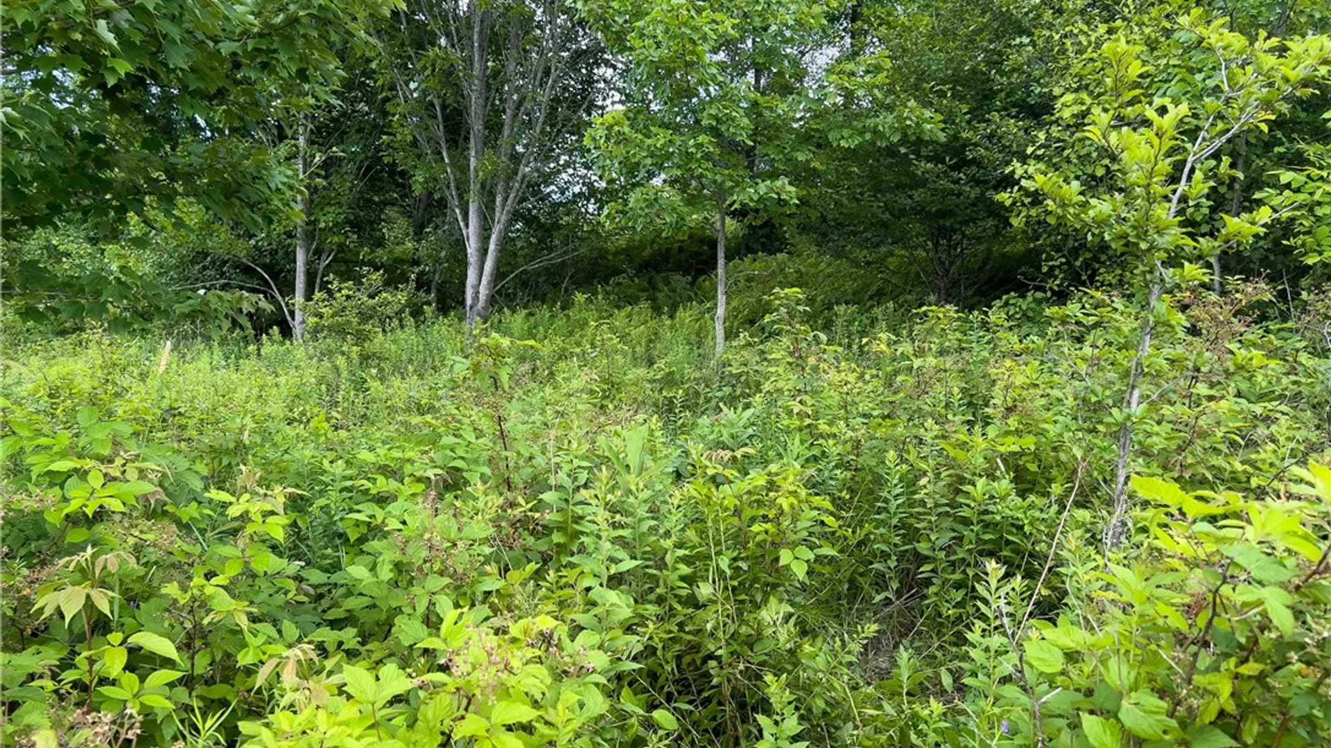 Property at Lot 23 Lynch Road, Delhi, NY 13753 11