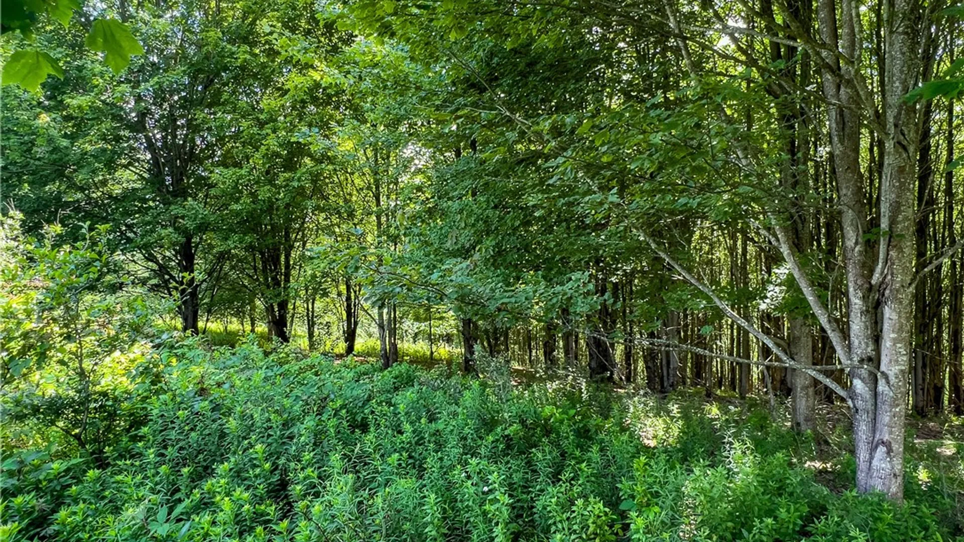 Property at Lot 23 Lynch Road, Delhi, NY 13753 12