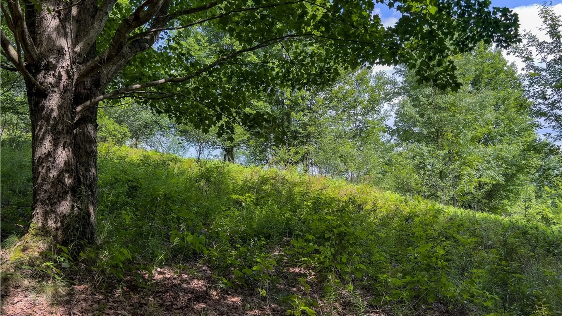 Property at Lot 23 Lynch Road, Delhi, NY 13753 14