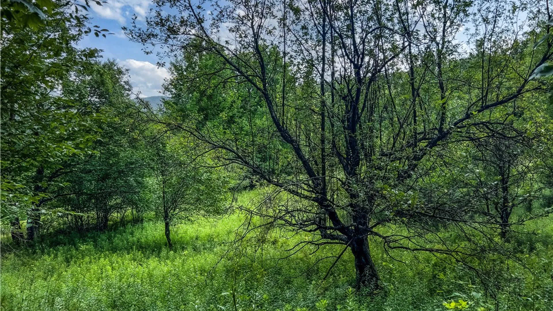 Property at Lot 23 Lynch Road, Delhi, NY 13753 18