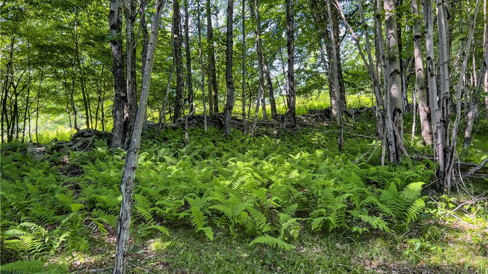 Property at Lot 23 Lynch Road, Delhi, NY 13753 50