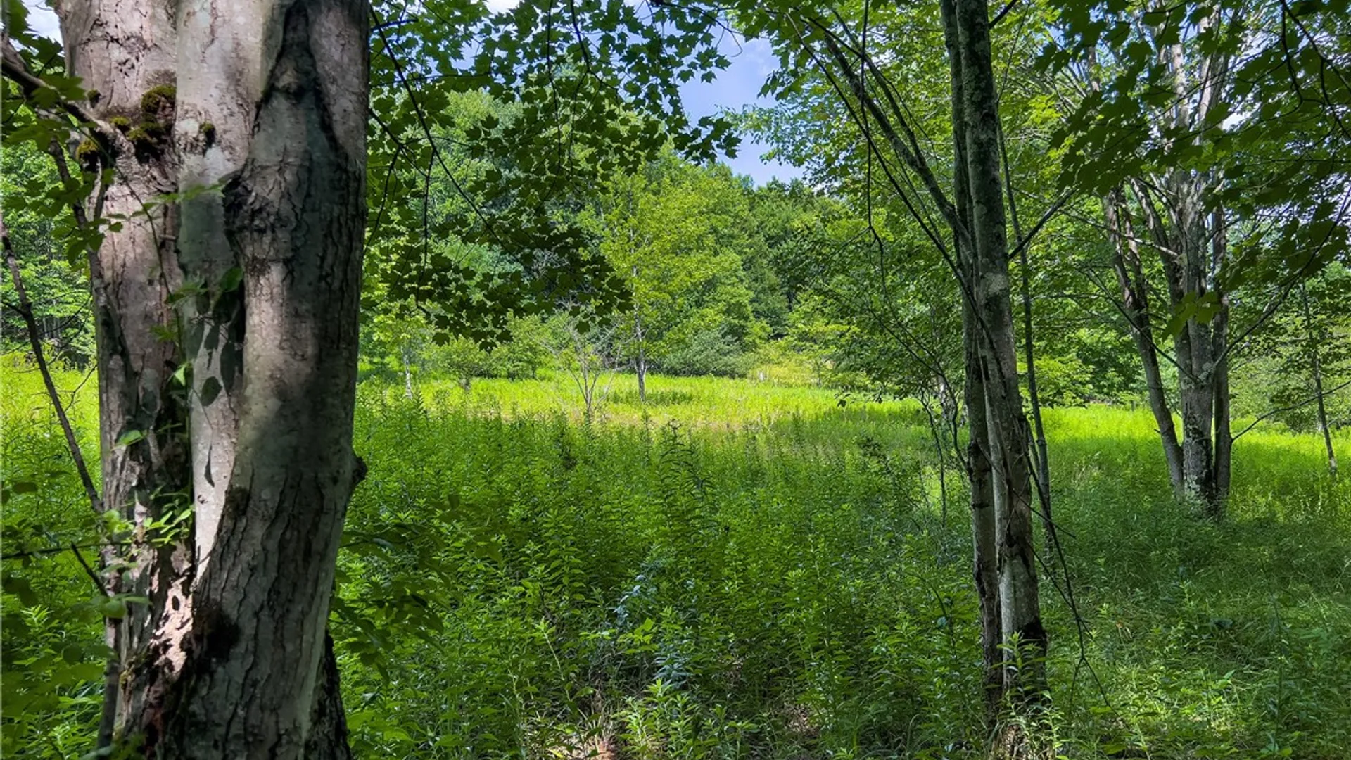 Property at Lot 23 Lynch Road, Delhi, NY 13753 27