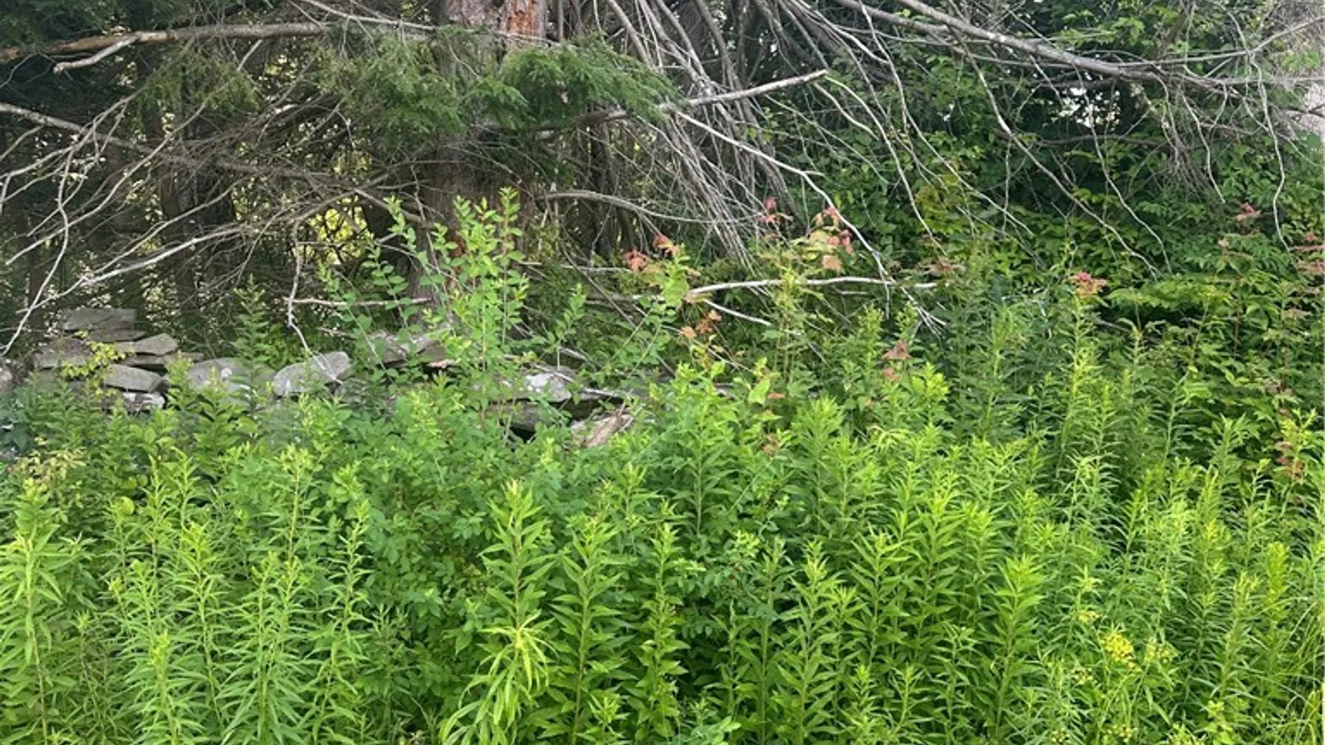 Property at Lot 173.-3-7 Guinea Road, Gilboa, NY 12076 5