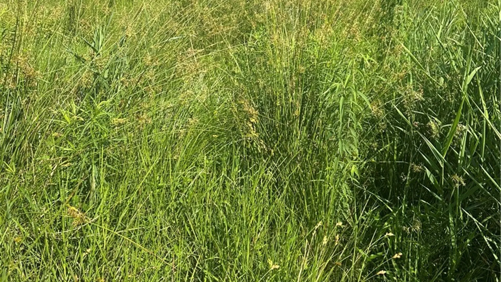 Property at Lot 173.-3-7 Guinea Road, Gilboa, NY 12076 8