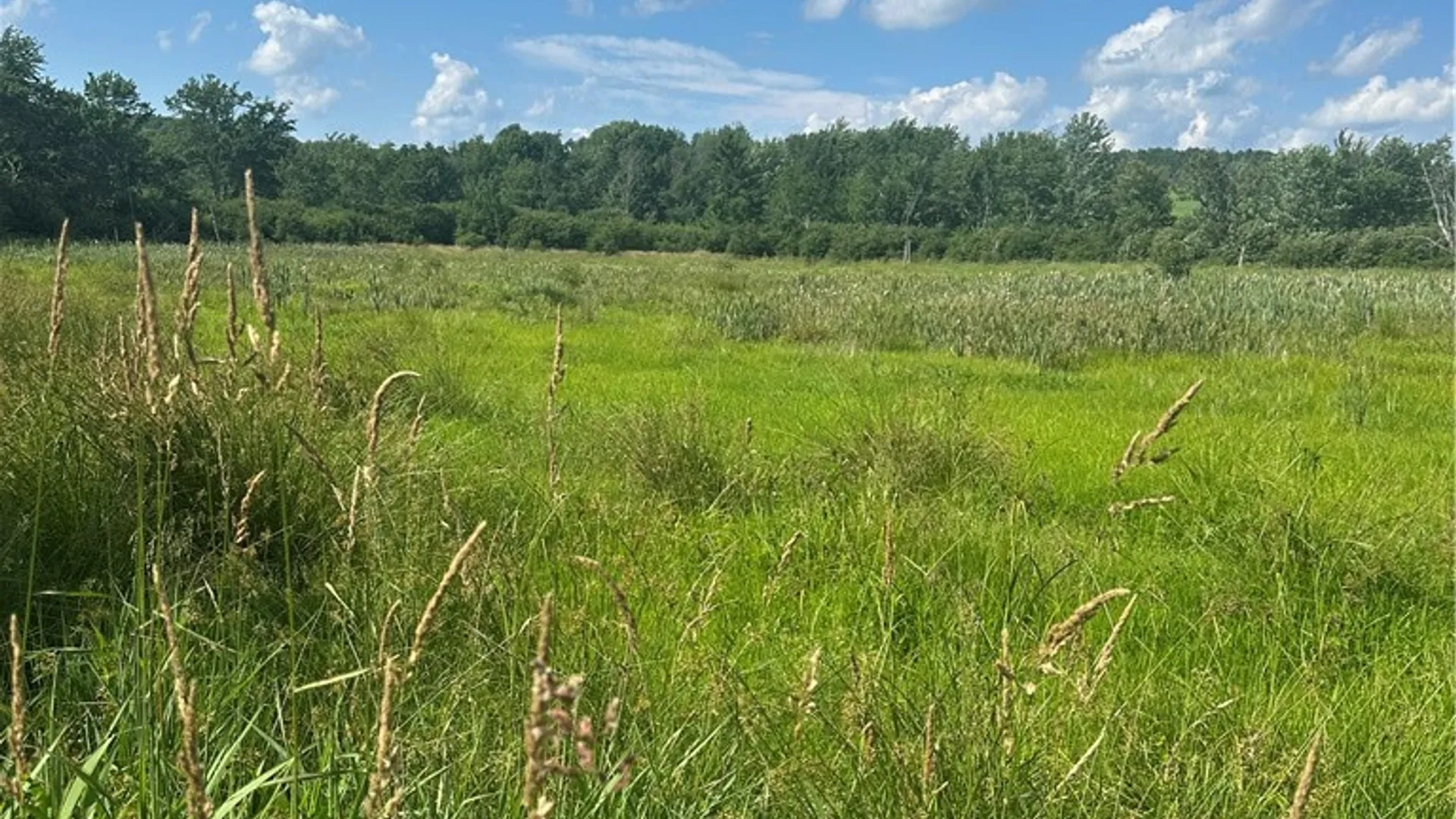 Property at Lot 173.-3-7 Guinea Road, Gilboa, NY 12076 11