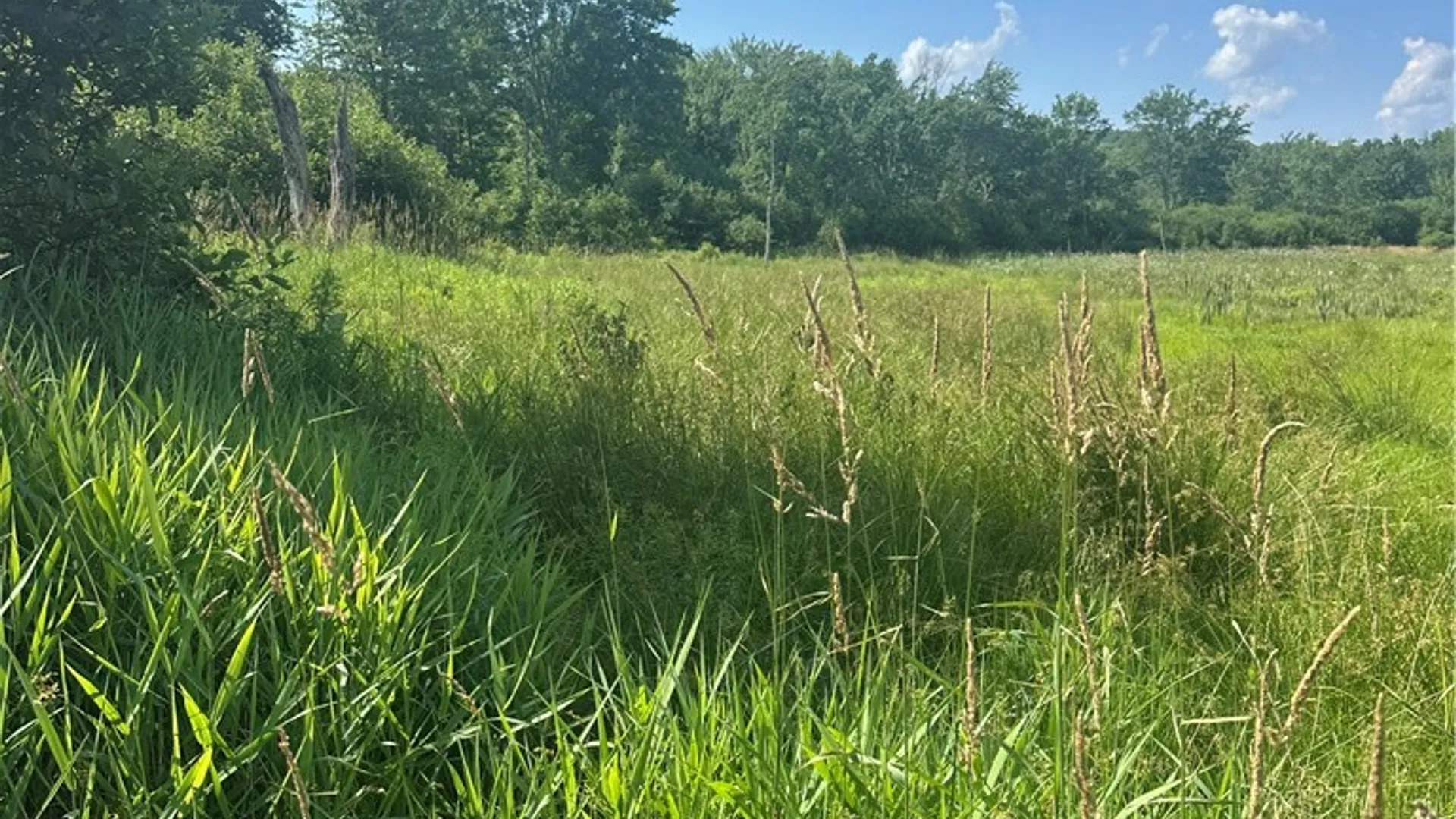 Property at Lot 173.-3-7 Guinea Road, Gilboa, NY 12076 12