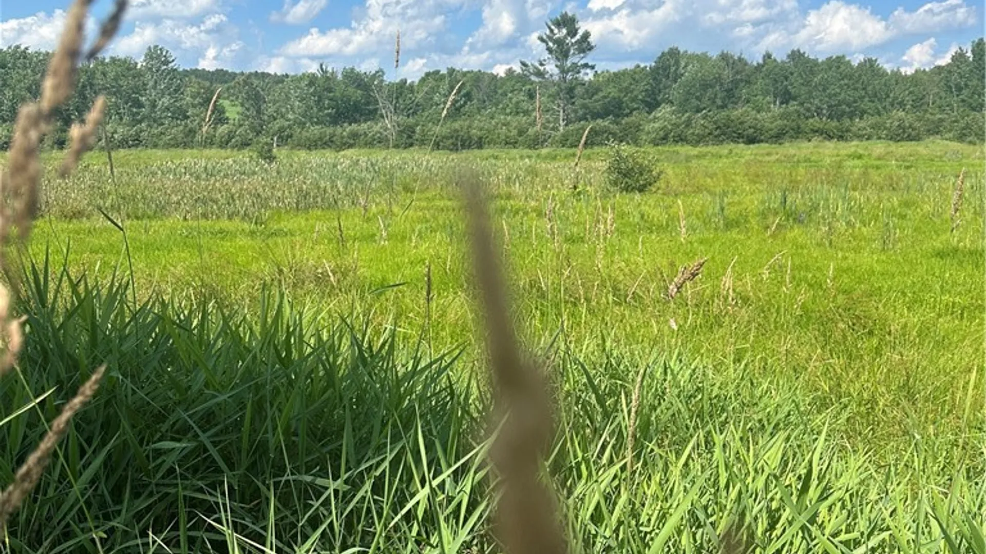 Property at Lot 173.-3-7 Guinea Road, Gilboa, NY 12076 13