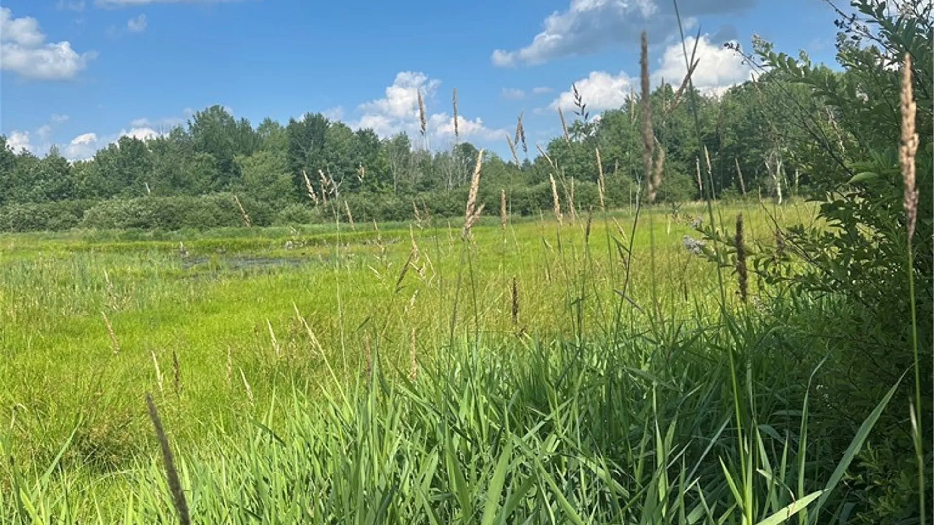 Property at Lot 173.-3-7 Guinea Road, Gilboa, NY 12076 15
