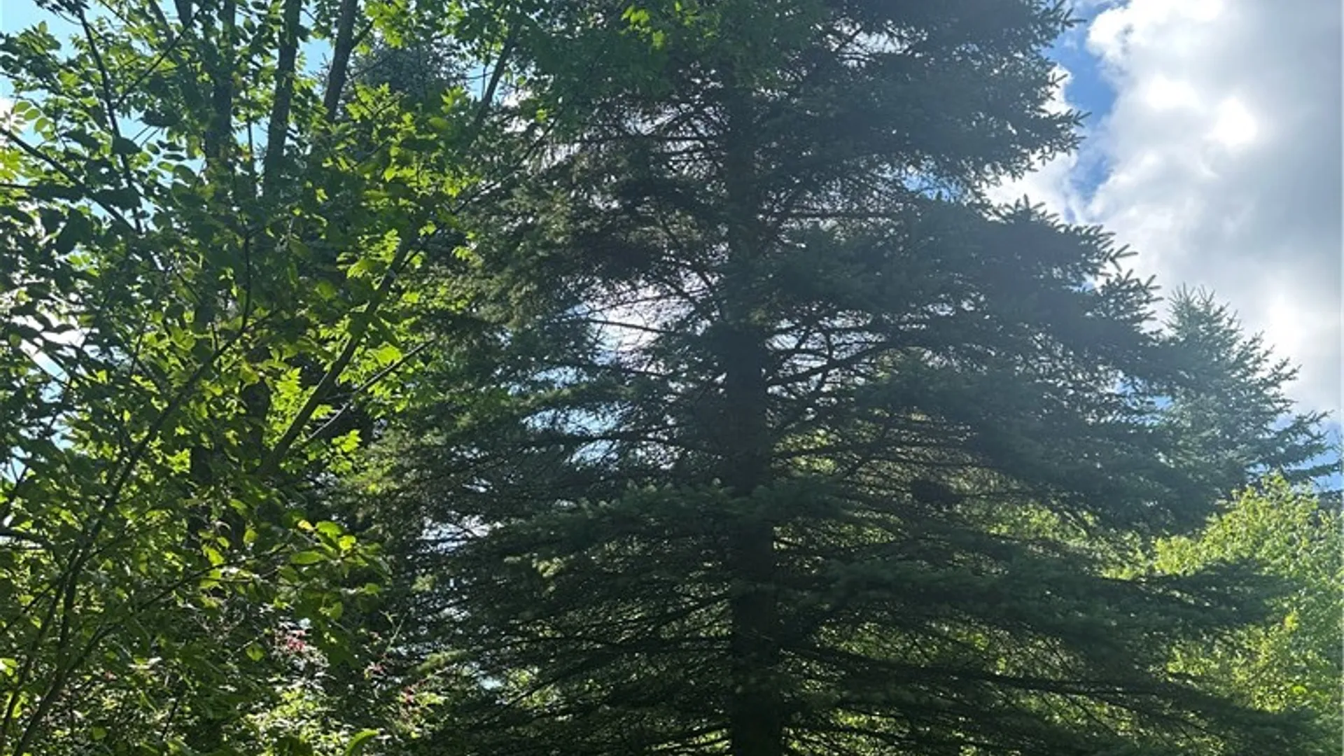 Property at Lot 173.-3-7 Guinea Road, Gilboa, NY 12076 6