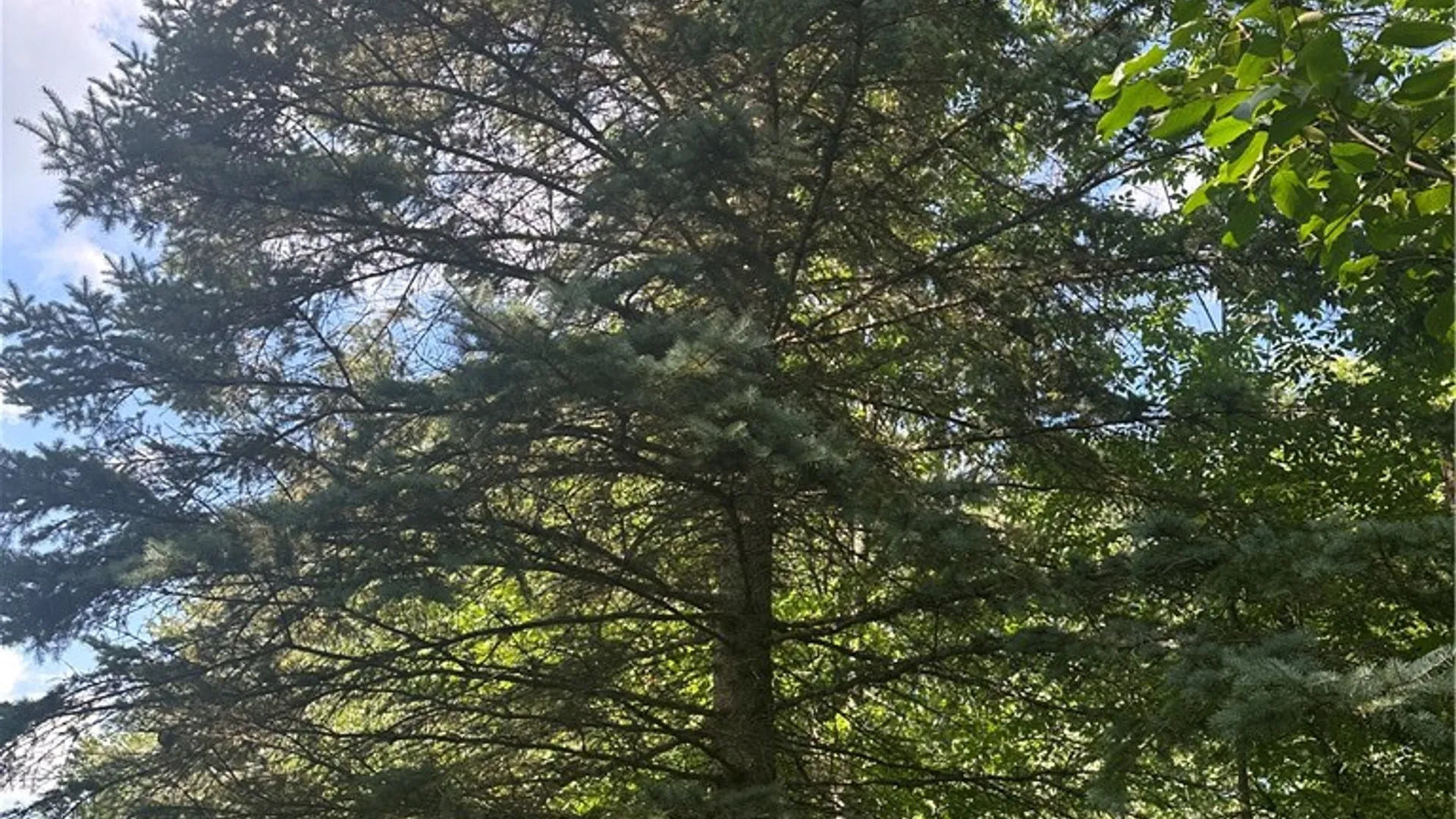 Property at Lot 173.-3-7 Guinea Road, Gilboa, NY 12076 16