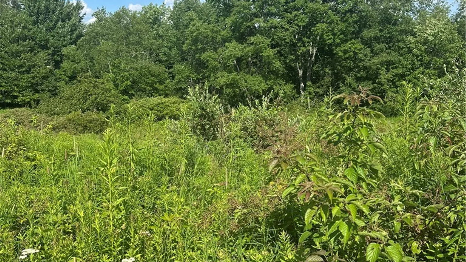 Property at Lot 173.-3-7 Guinea Road, Gilboa, NY 12076 17