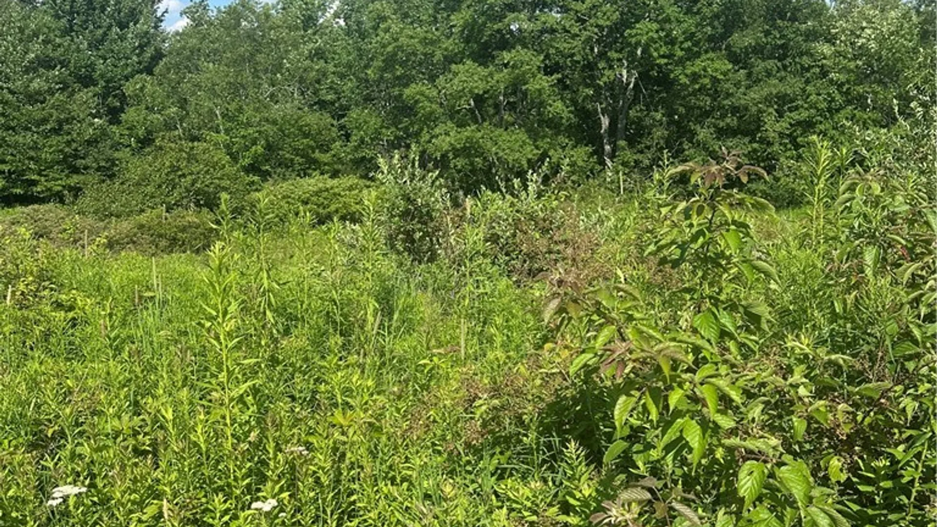 Property at Lot 173.-3-7 Guinea Road, Gilboa, NY 12076 18