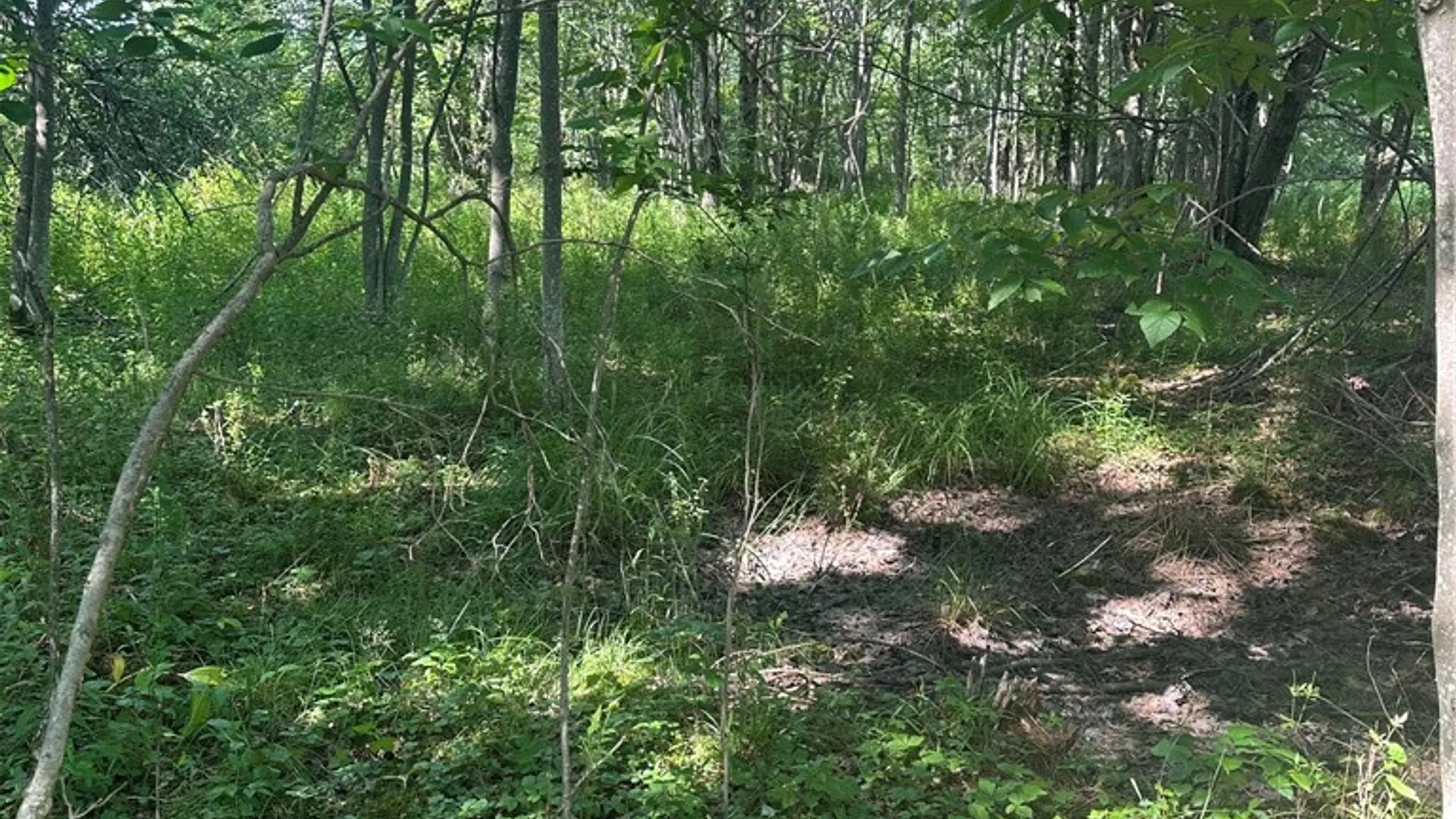 Property at Lot 173.-3-7 Guinea Road, Gilboa, NY 12076 31
