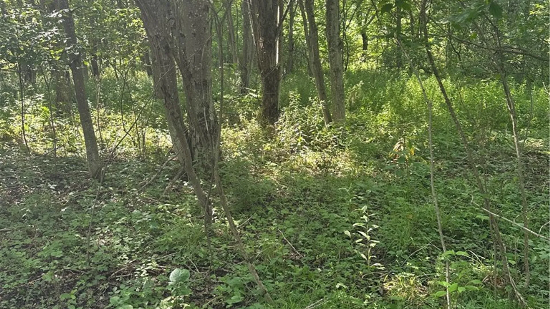 Property at Lot 173.-3-7 Guinea Road, Gilboa, NY 12076 32