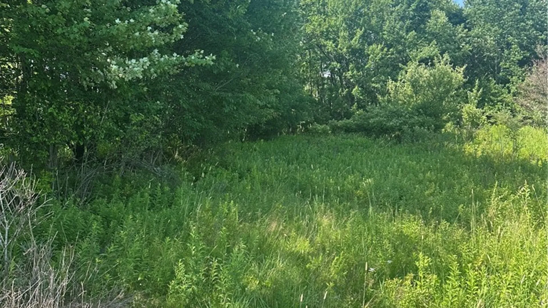 Property at Lot 173.-3-7 Guinea Road, Gilboa, NY 12076 33