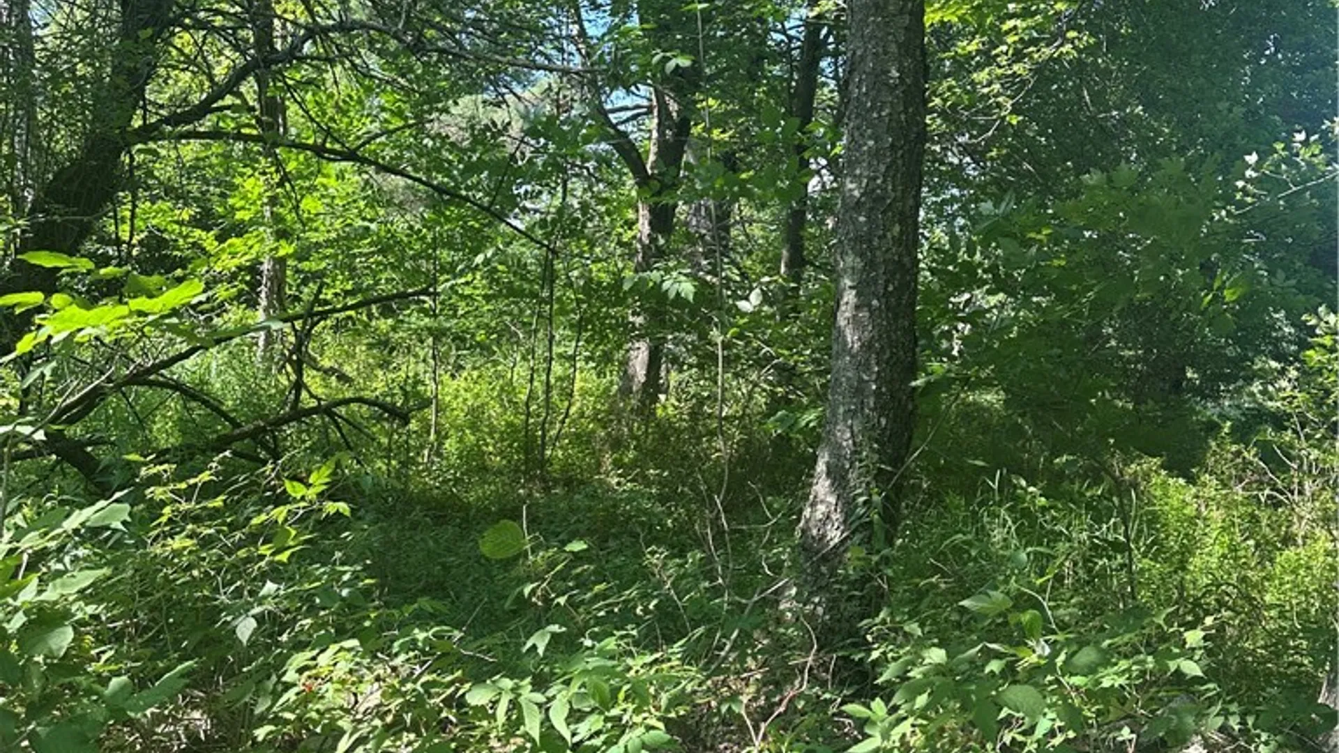Property at Lot 173.-3-7 Guinea Road, Gilboa, NY 12076 23