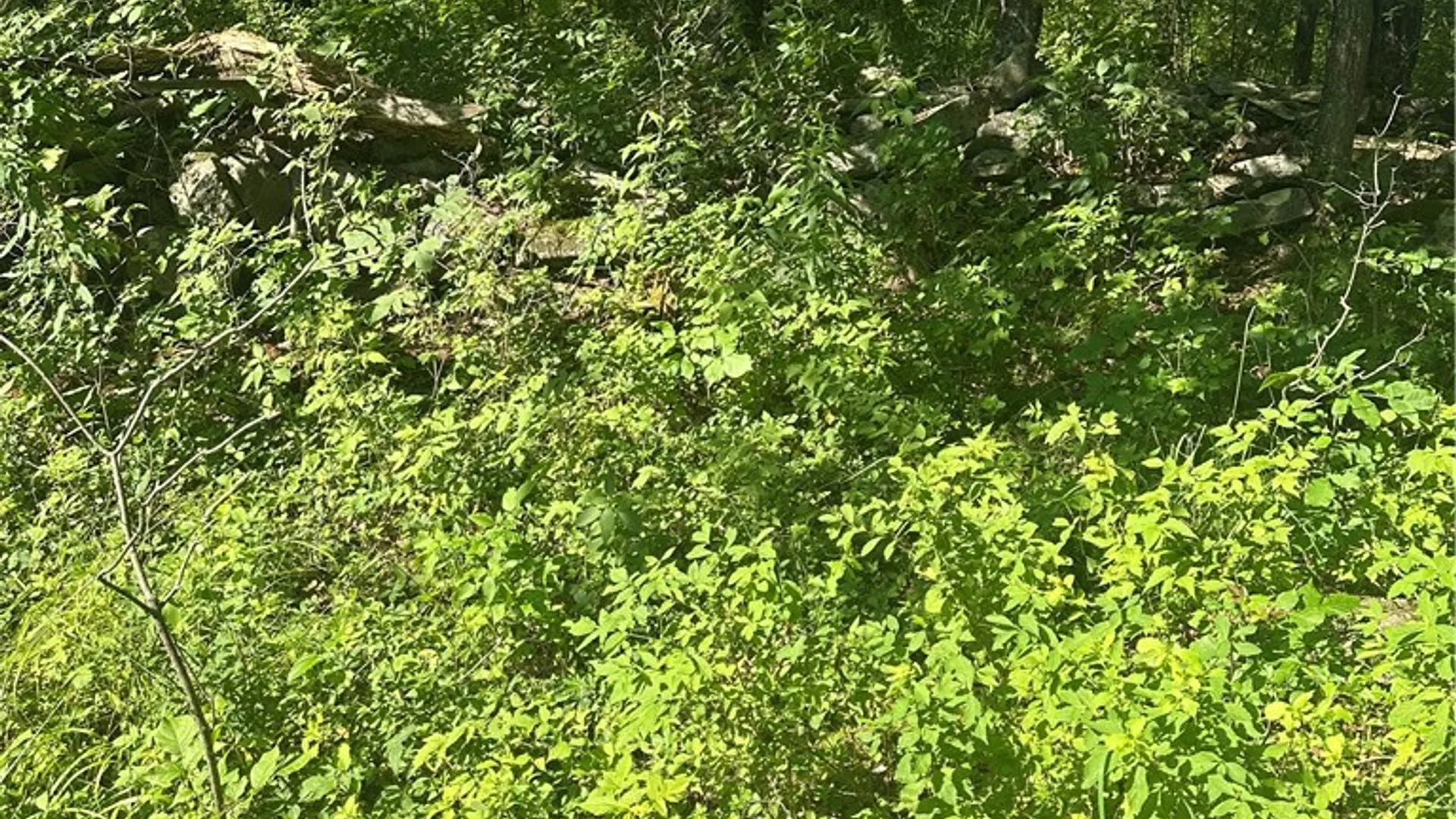 Property at Lot 173.-3-7 Guinea Road, Gilboa, NY 12076 25