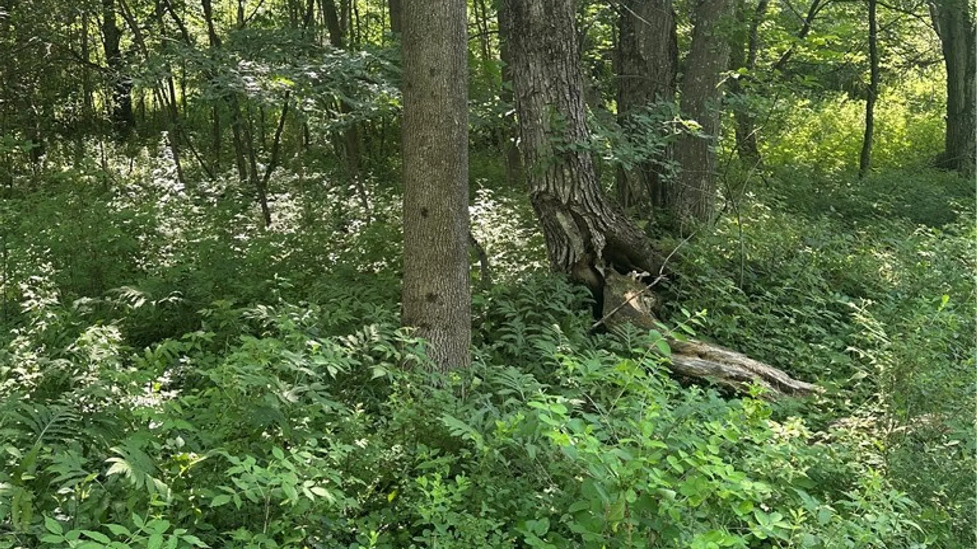 Property at Lot 173.-3-7 Guinea Road, Gilboa, NY 12076 26