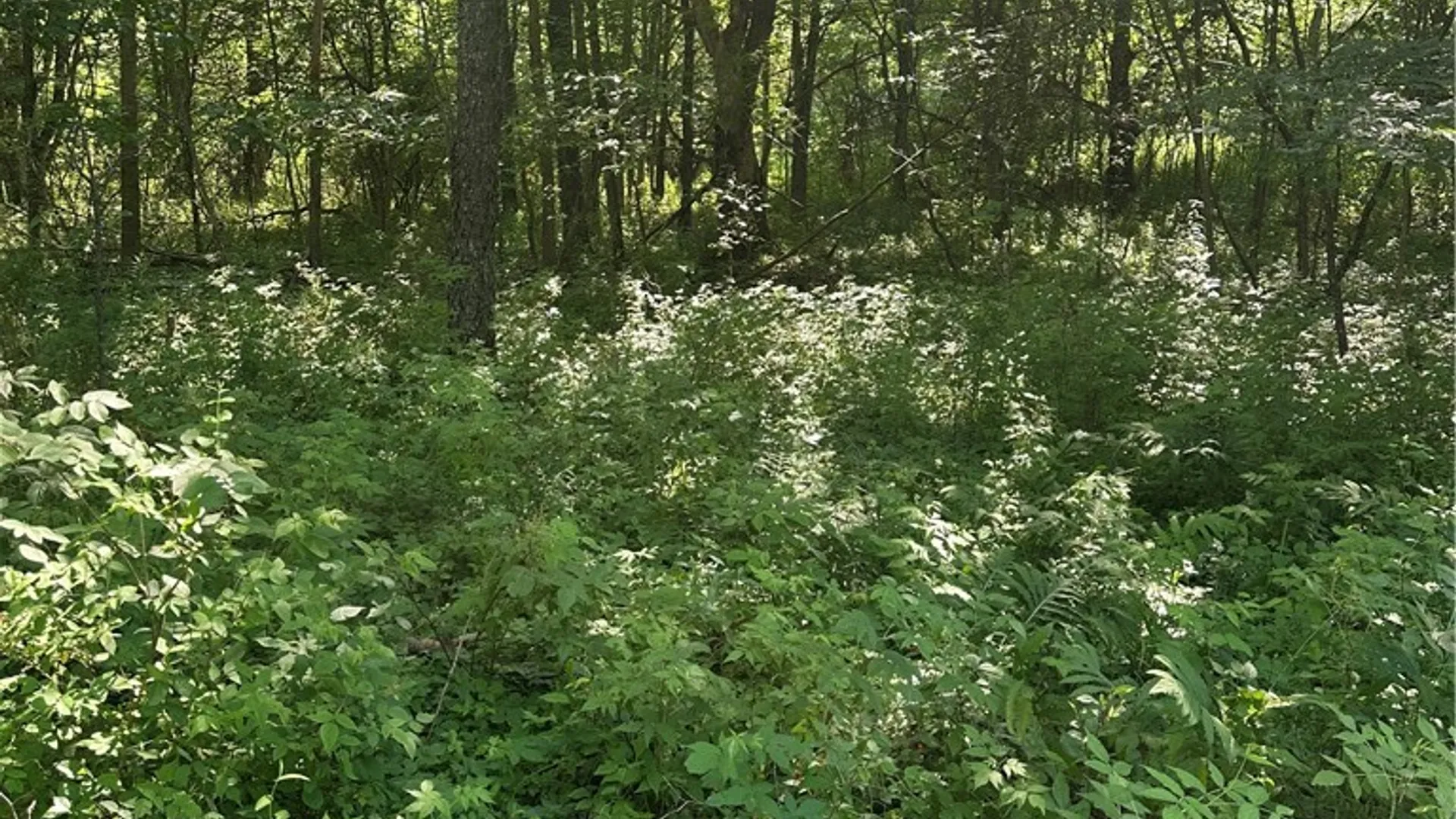 Property at Lot 173.-3-7 Guinea Road, Gilboa, NY 12076 27