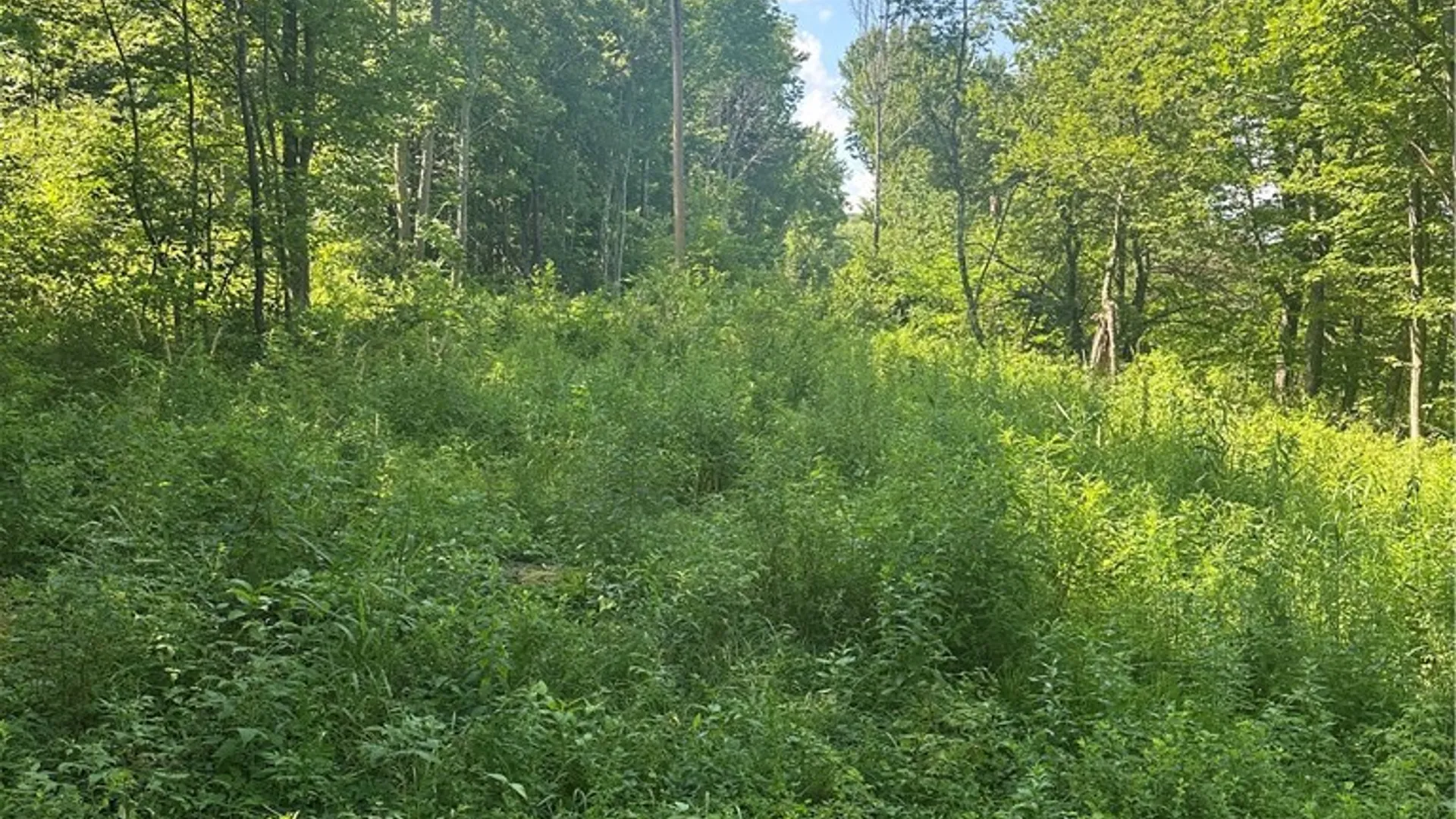 Property at Lot 173.-3-7 Guinea Road, Gilboa, NY 12076 28