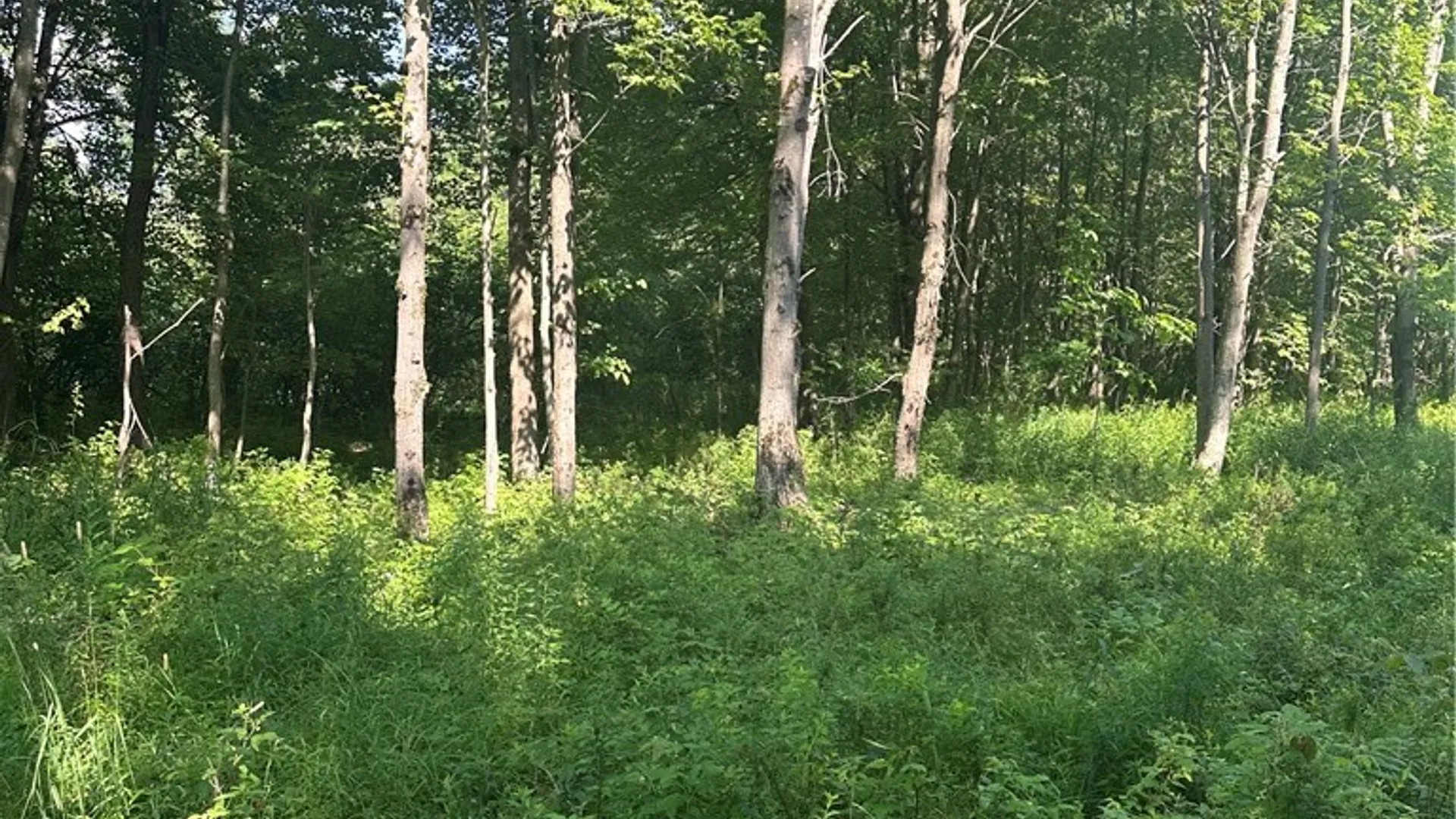 Property at Lot 173.-3-7 Guinea Road, Gilboa, NY 12076 30