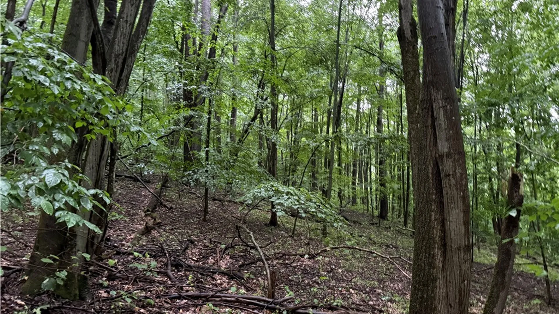 Property at 951 Long Hollow Road, Portville, NY 14760 5