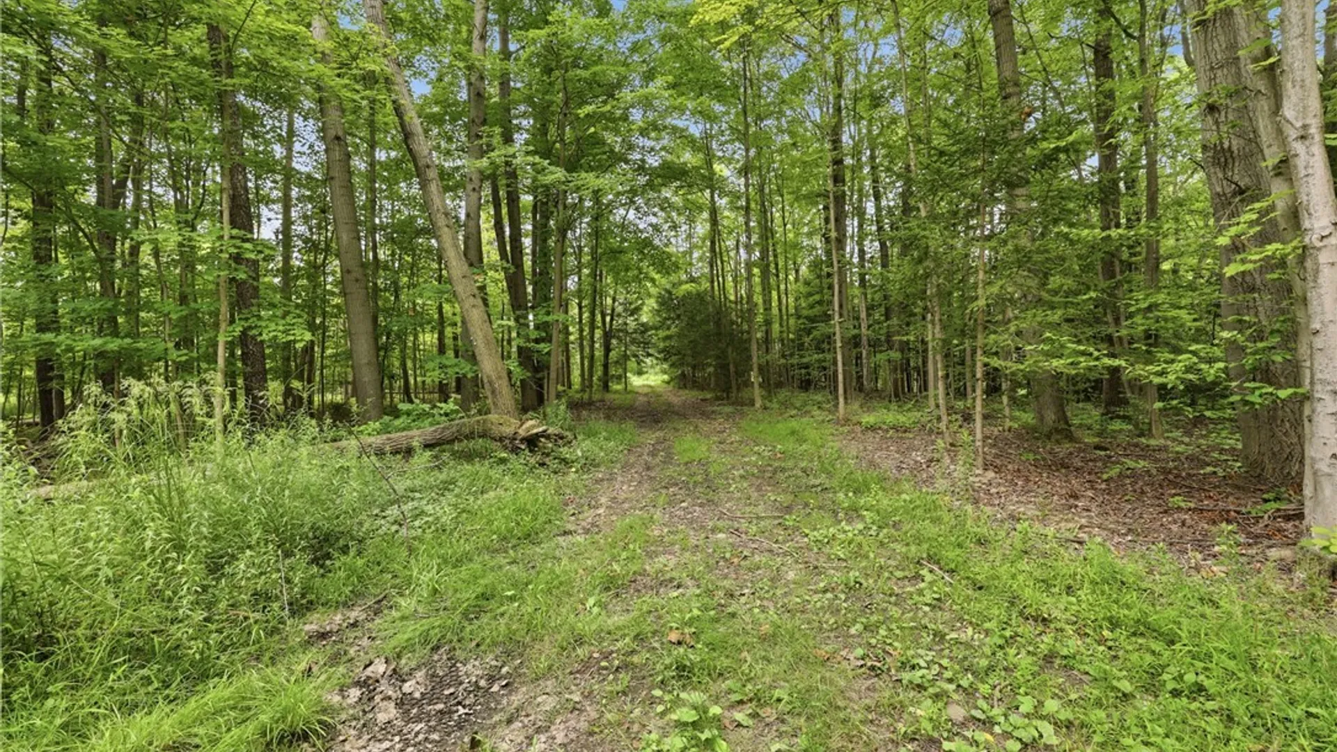 Property at 10788 Partridge Road, Colden, NY 14080 5