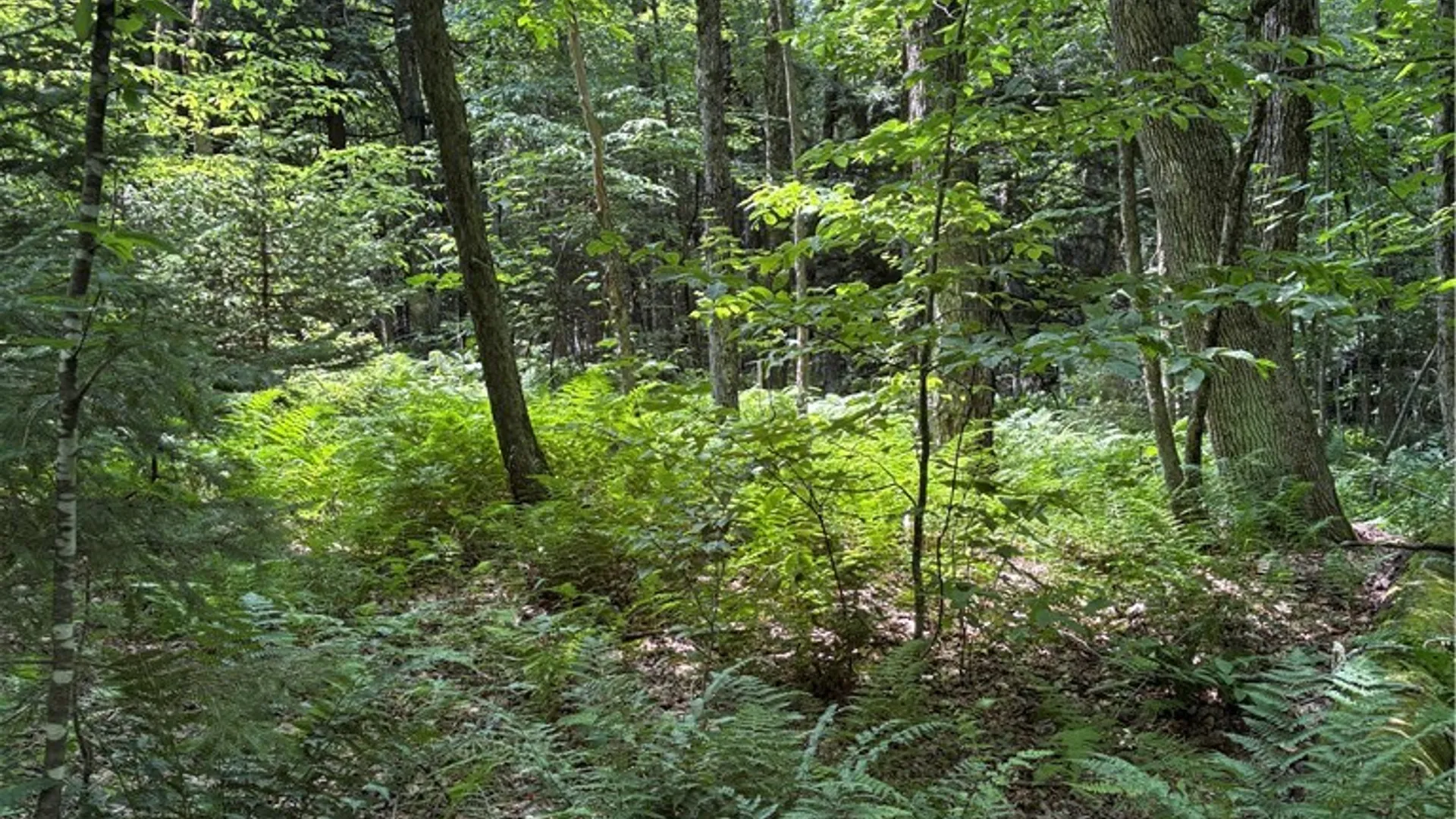 Property at Lot 25 Ericson Lane, Blenheim, NY 12093 4