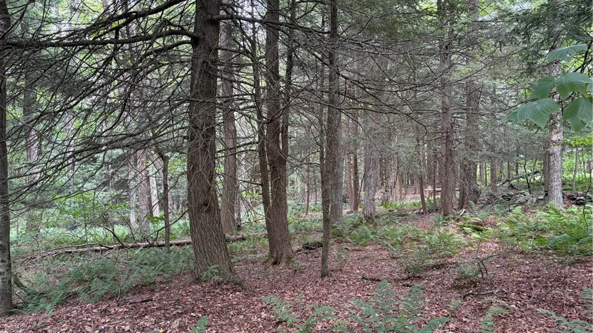 Property at (0) Ericson Lane, Blenheim, NY 12093 7