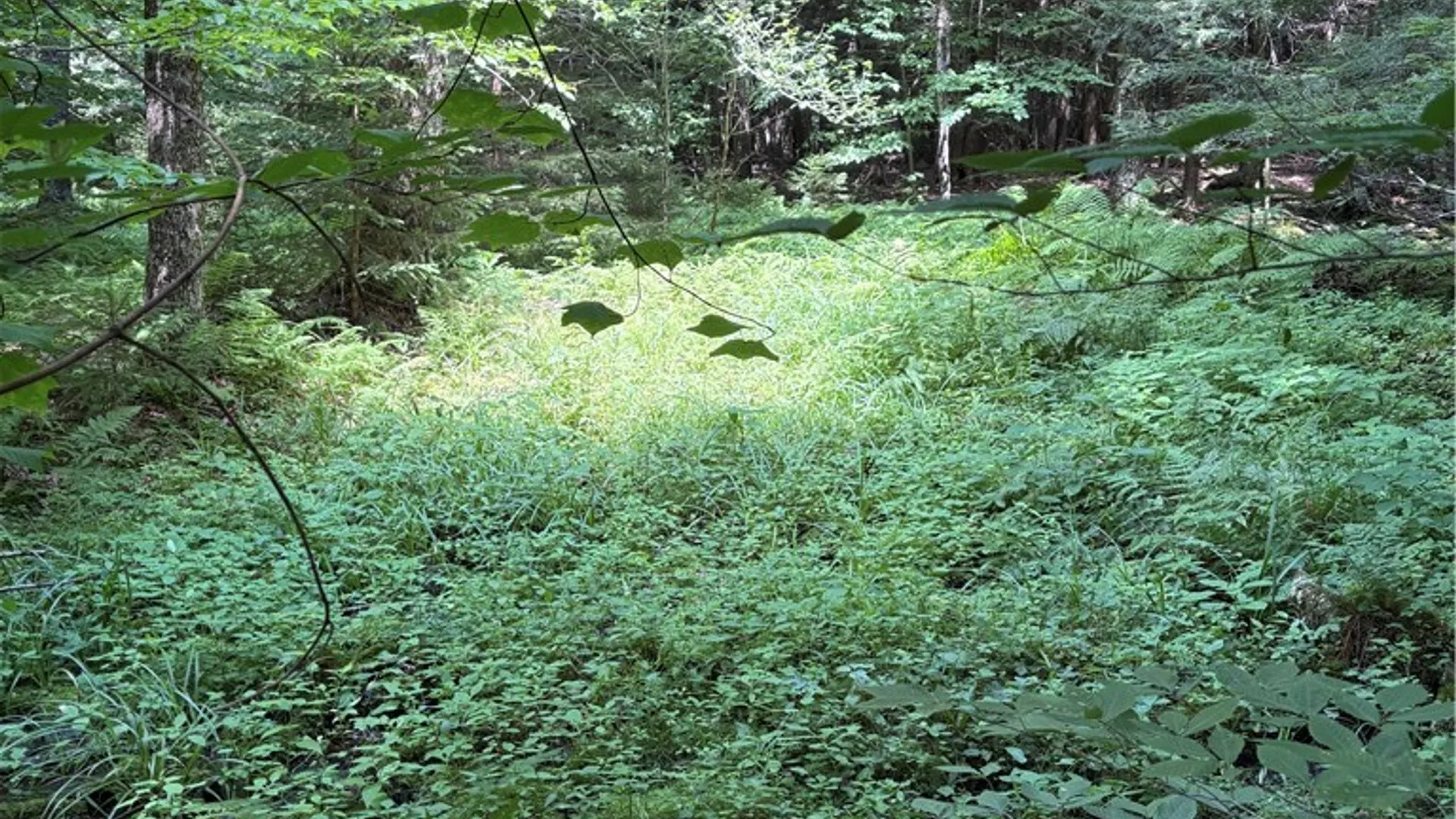 Property at Lot 25 Ericson Lane, Blenheim, NY 12093 11