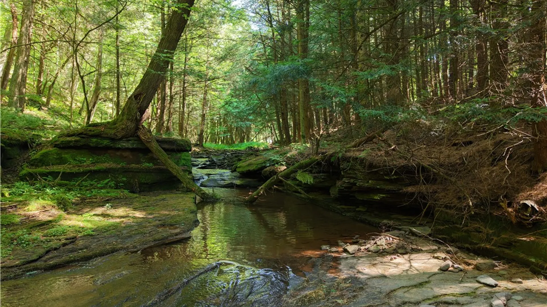 Property at Lot 35 Webster Brook Road, Kortright, NY 13842 5