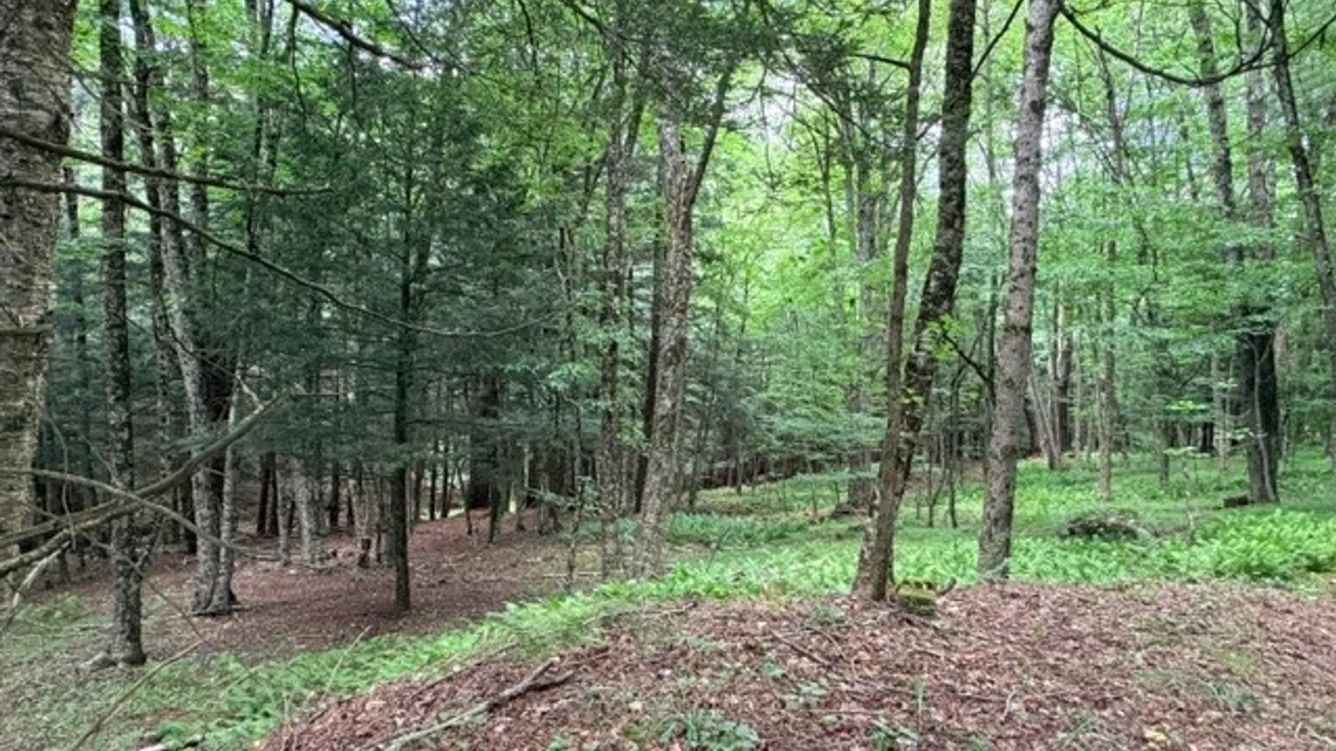Property at Lot 35 Webster Brook Road, Kortright, NY 13842 35