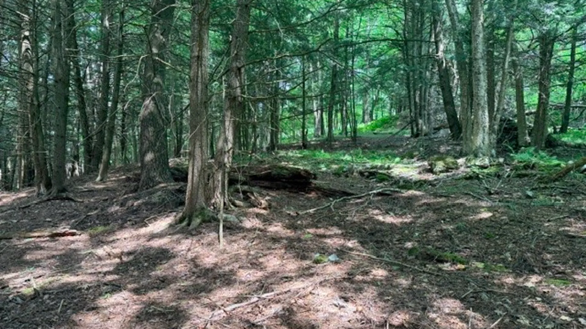 Property at Lot 35 Webster Brook Road, Kortright, NY 13842 29