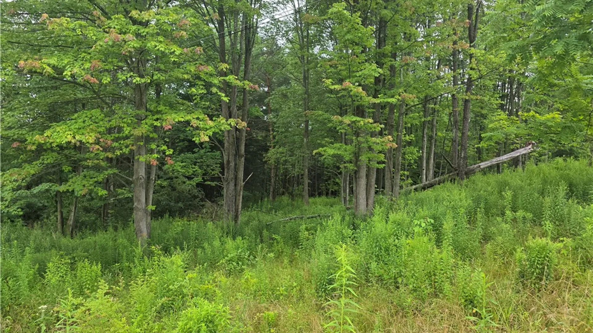 Property at 11752 Hendy Hollow Road, Caton, NY 14830 42