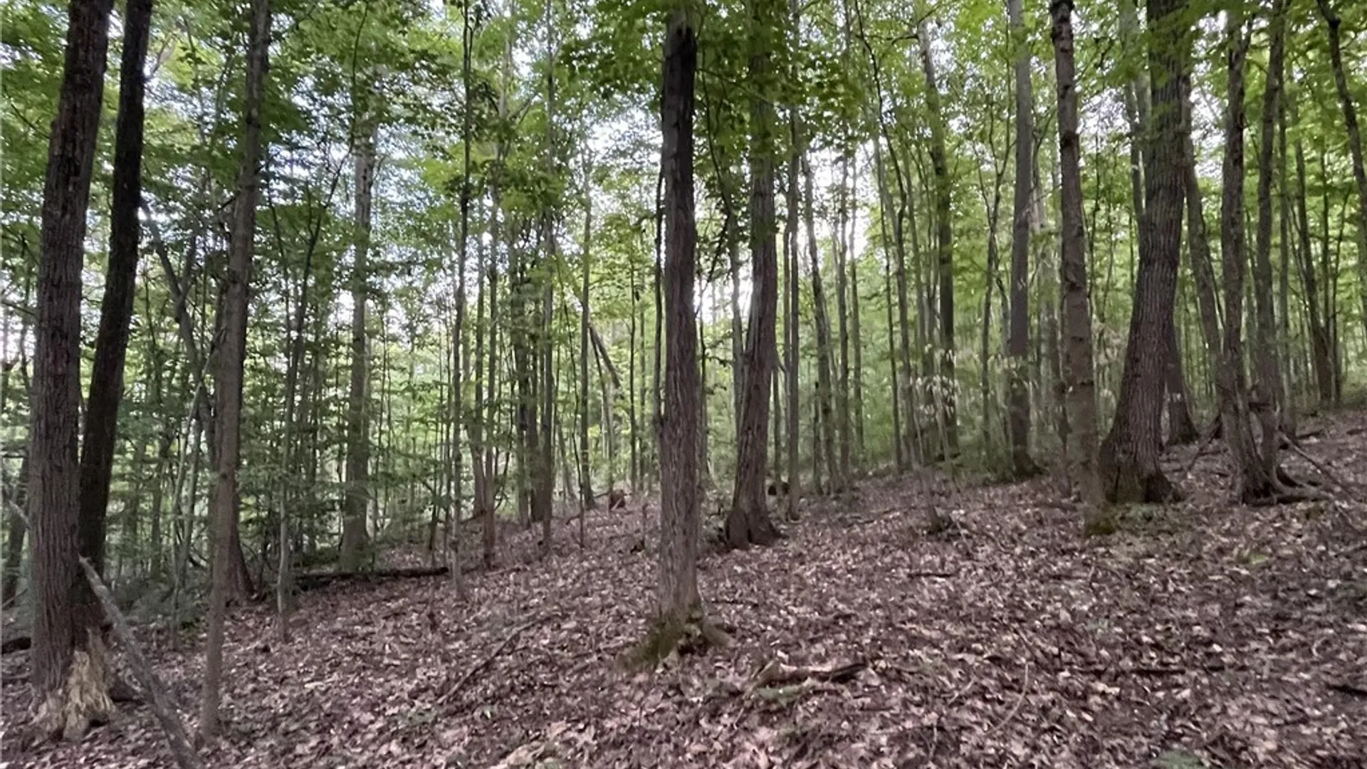 Property at 6950 Conesus Springwater Road, Conesus, NY 14435 8