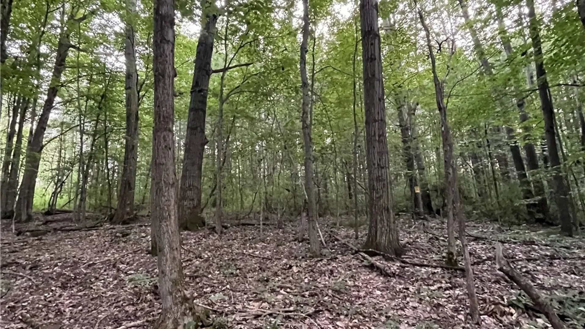 Property at 6950 Conesus Springwater Road, Conesus, NY 14435 10
