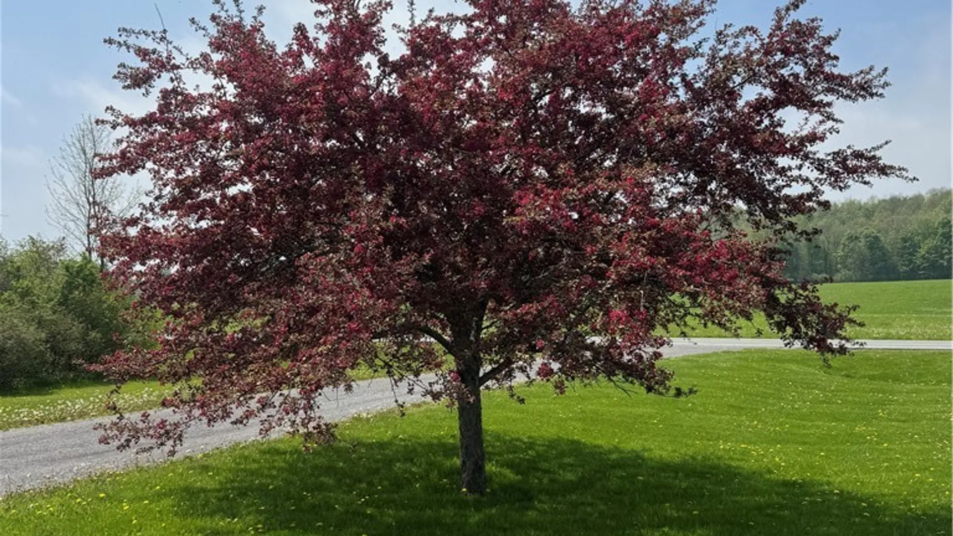Property at 15320 County Route 66, Adams, NY 13606 8