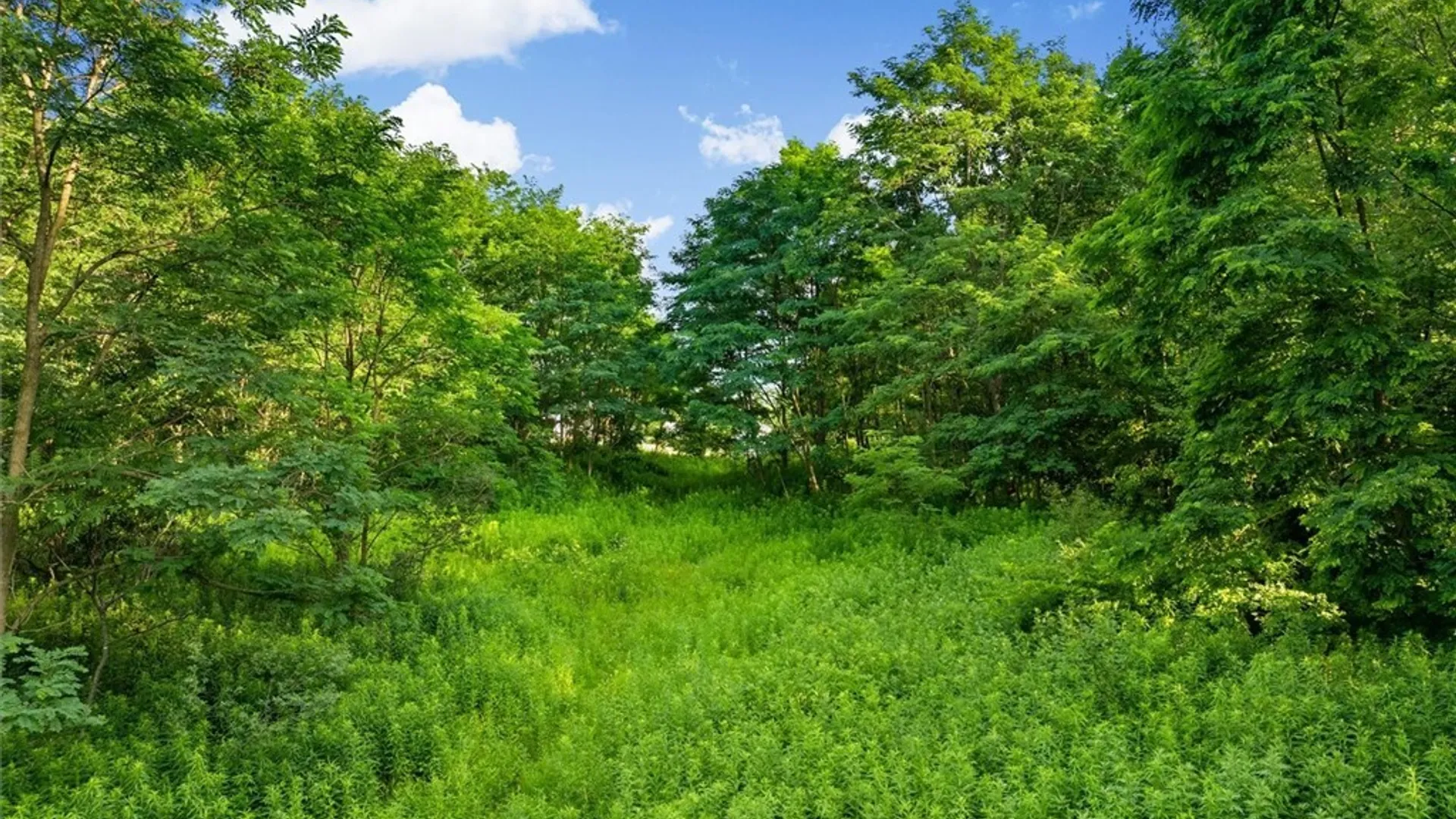 Property at Apple Tree Lane, Whitestown, NY 13492 5