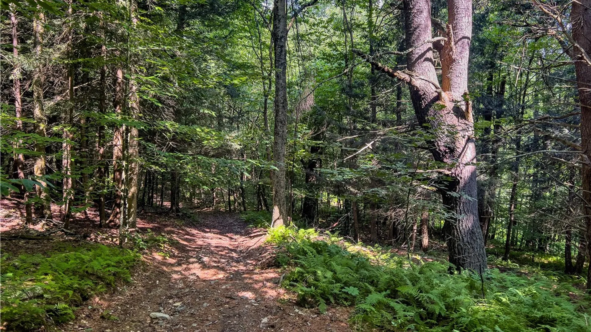 Property at Lot #11 Franklin Depot Road, Sidney, NY 13838 47