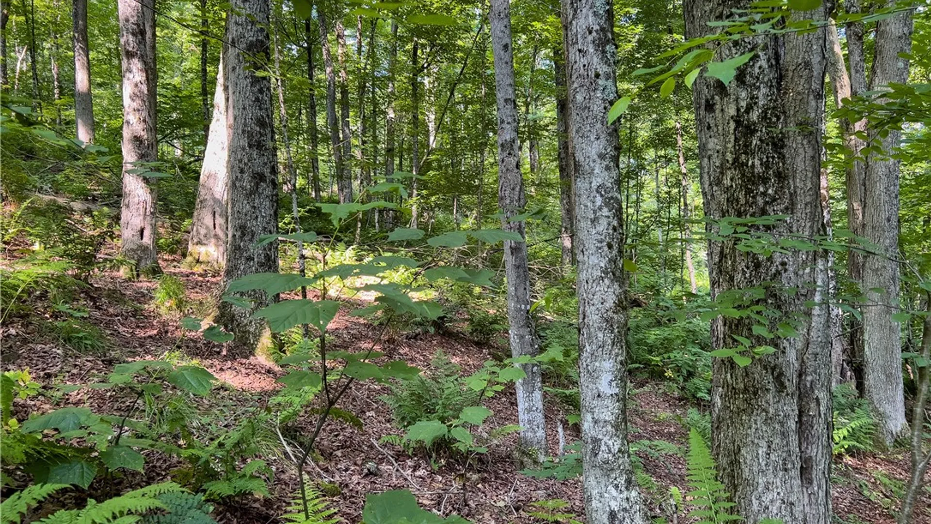 Property at Lot #11 Franklin Depot Road, Sidney, NY 13838 30