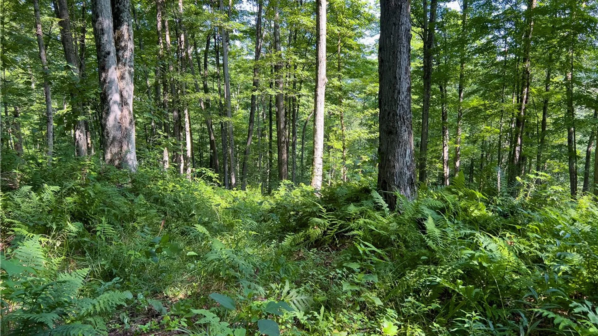 Property at Lot #11 Franklin Depot Road, Sidney, NY 13838 32