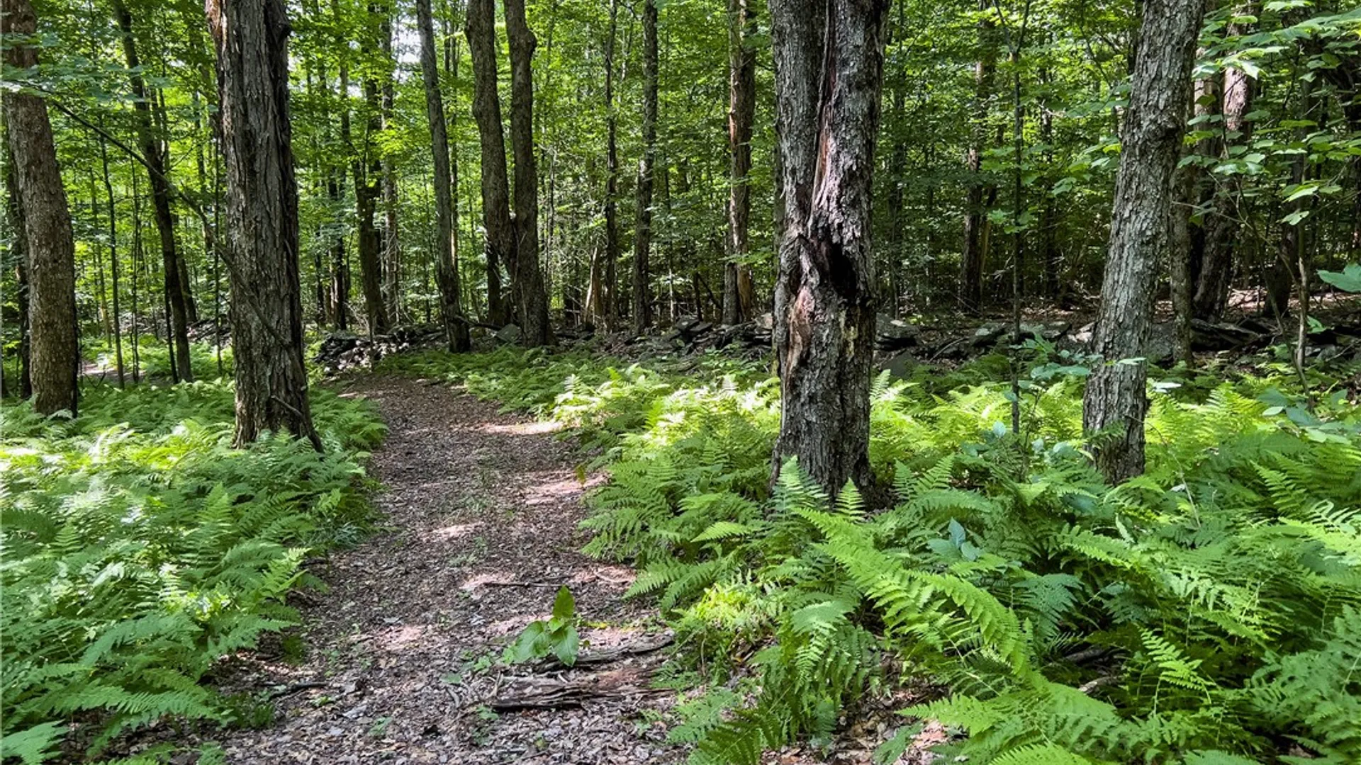 Property at Lot #11 Franklin Depot Road, Sidney, NY 13838 37