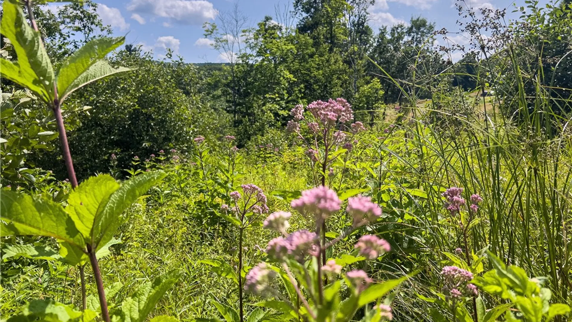 Property at Lot #11 Franklin Depot Road, Sidney, NY 13838 22