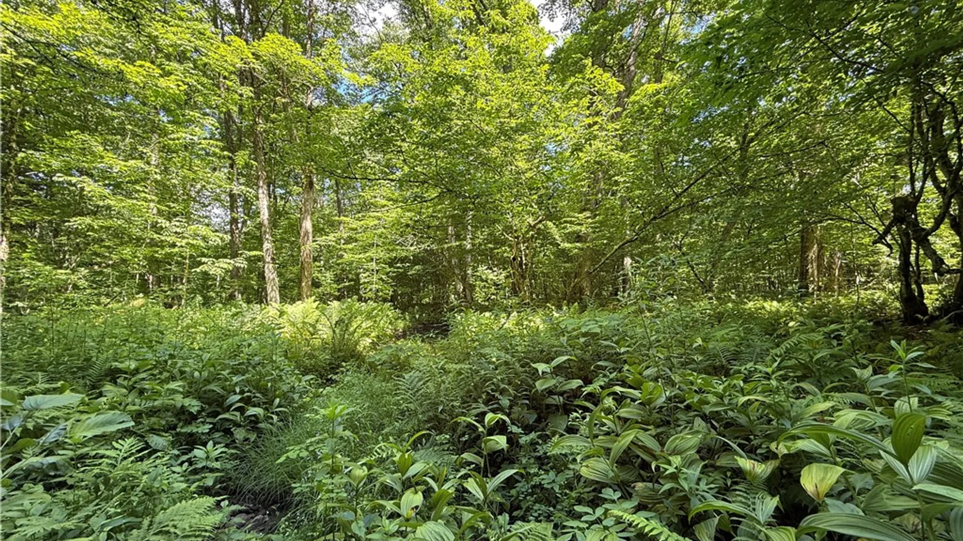 Property at Cr-47, Redfield, NY 13437 10