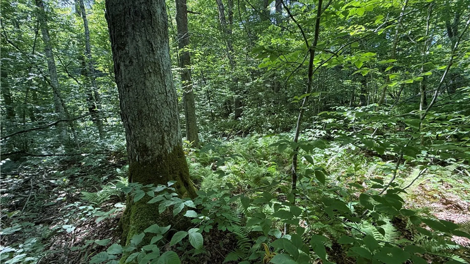 Property at Cr-47, Redfield, NY 13437 24